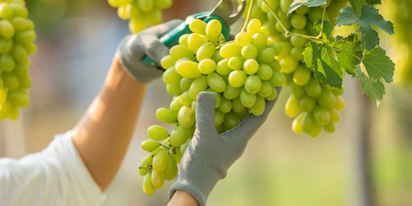 El Arte de la Cosecha de Uvas: Cómo los Factores Climáticos Influyen en el Vino