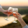 Descubriendo la Elegancia del Chardonnay: Un Vino para Disfrutar