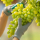 El Arte de la Cosecha de Uvas: Cómo los Factores Climáticos Influyen en el Vino