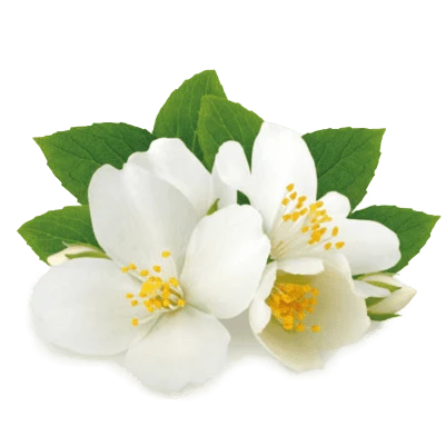 Flor de Jasmine