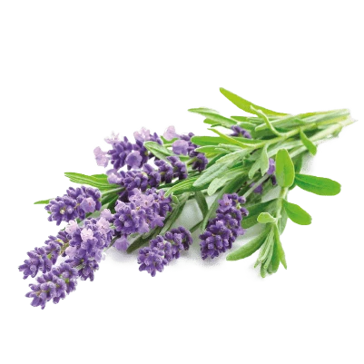 Lavanda