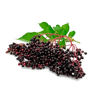 Elderberry