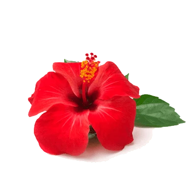 Flor de hibisco